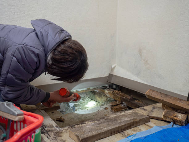 Best Mold Documentation for Insurance Claims  in Manitou Springs, CO