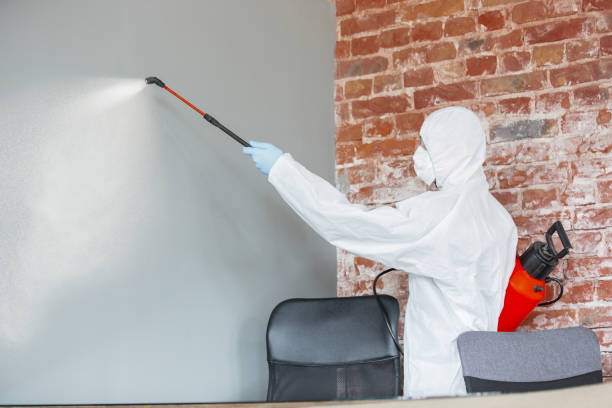Trusted Manitou Springs, CO Mold Removal Experts