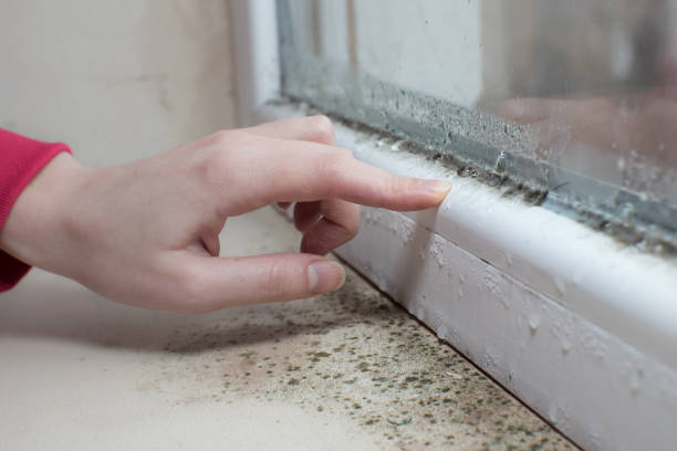 Environmental Consulting for Mold Prevention in Manitou Springs, CO